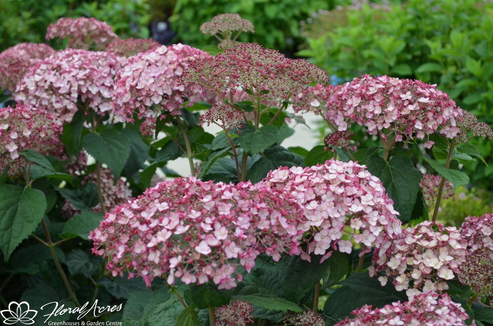 Hydrangea Incrediball Blush Floral Acres